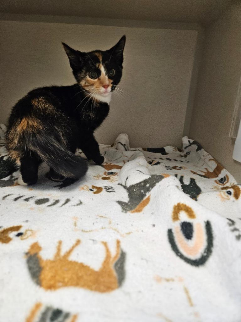 Enlarge Serena, a Adoptable mixed breed in Morgantown, KY image 1/1