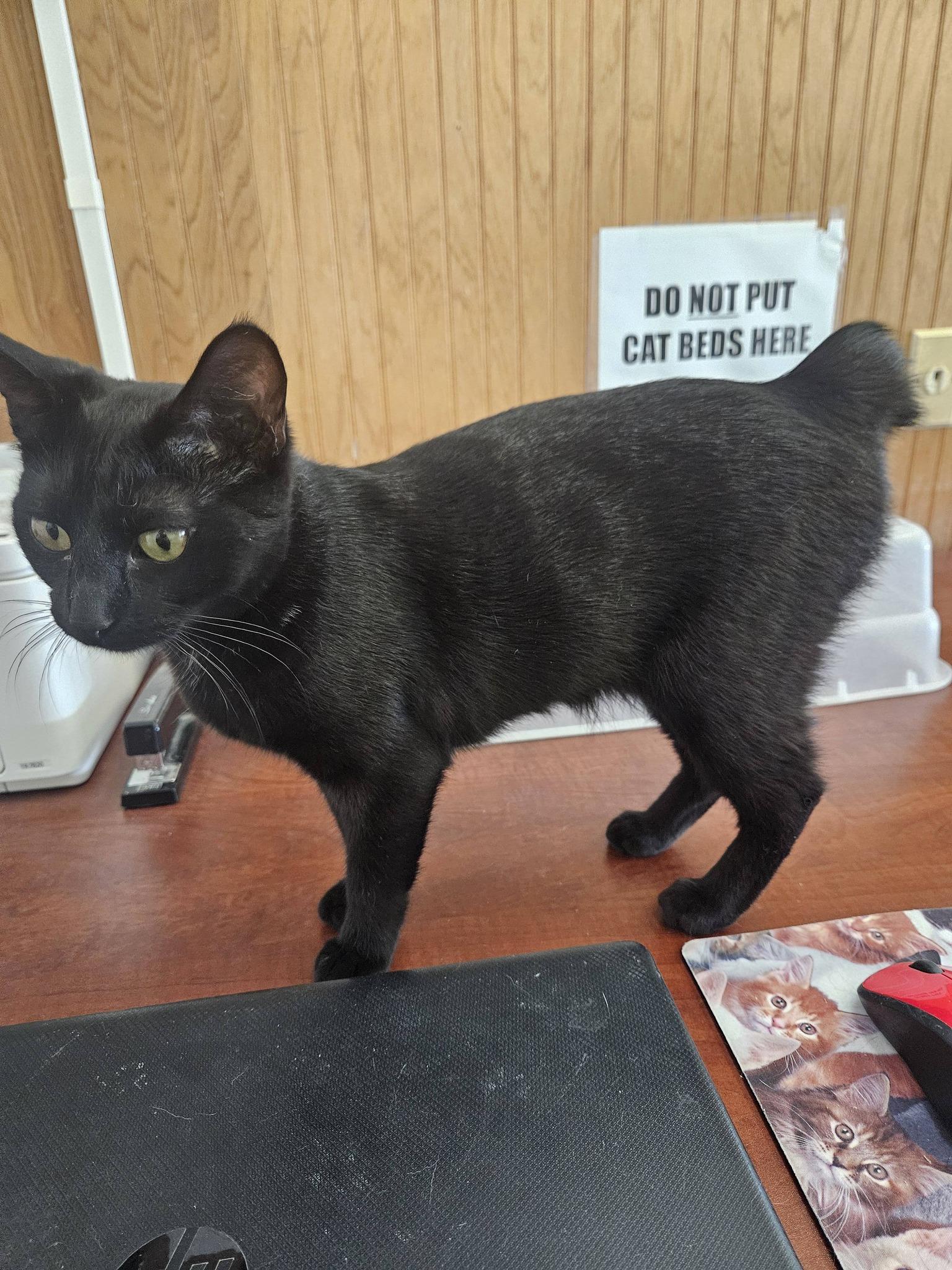 Enlarge Lotto, a ADOPTABLE Domestic Short Hair in Quincy, CA image 1/1