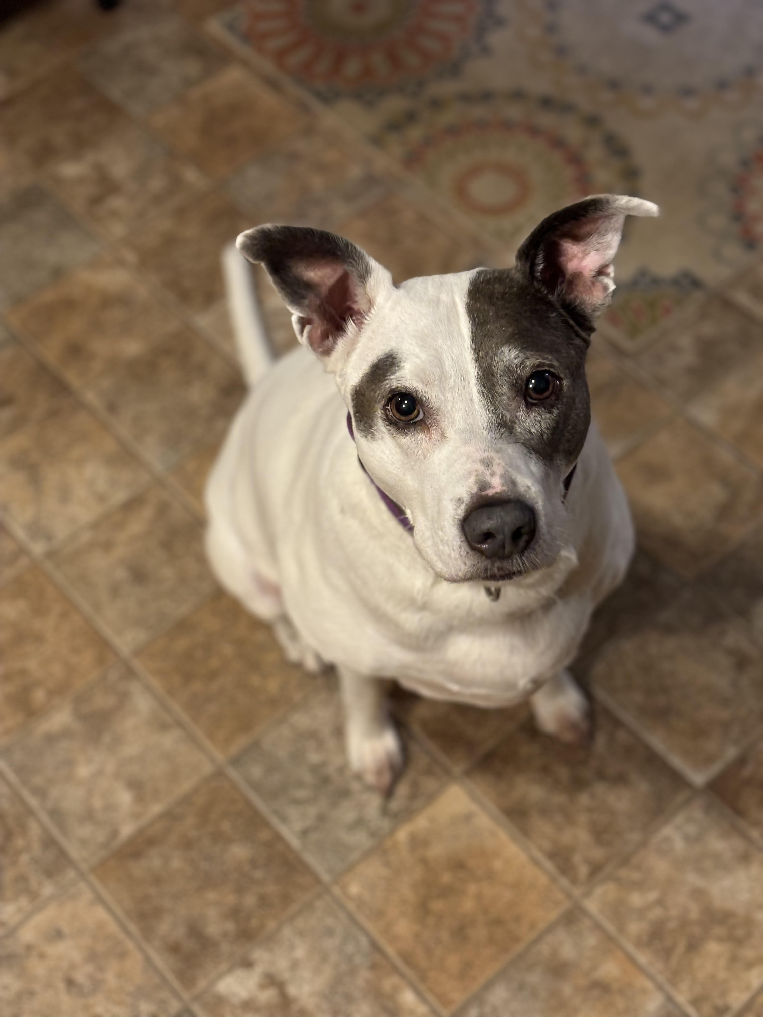 -Daisy in Maine, a Adoptable mixed breed in Portland, ME image 2/6