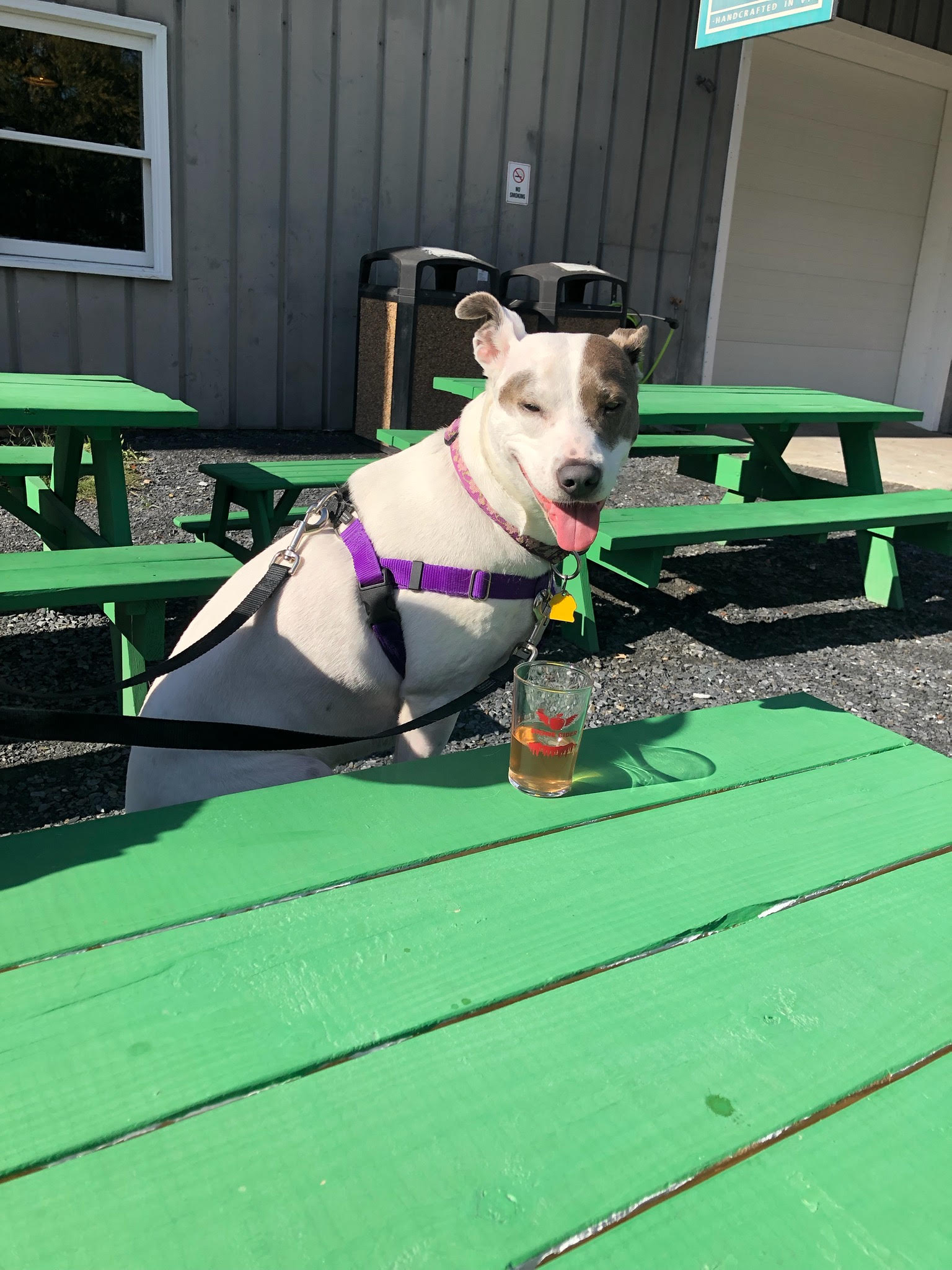 -Daisy in Maine, a Adoptable mixed breed in Portland, ME image 3/6