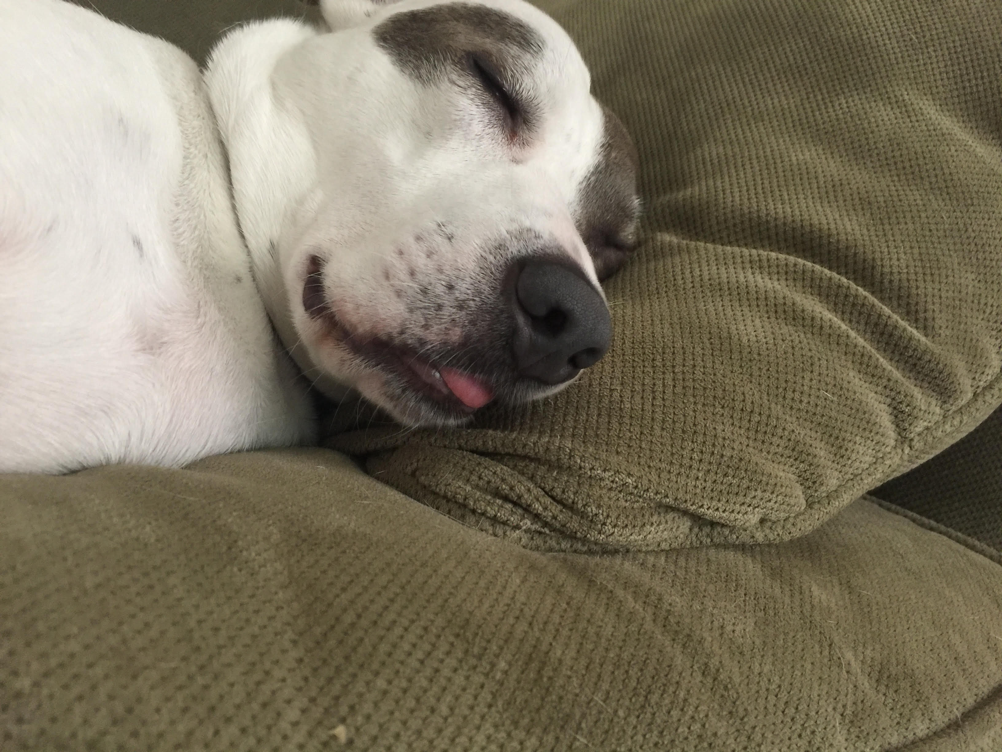 -Daisy in Maine, a Adoptable mixed breed in Portland, ME image 4/6