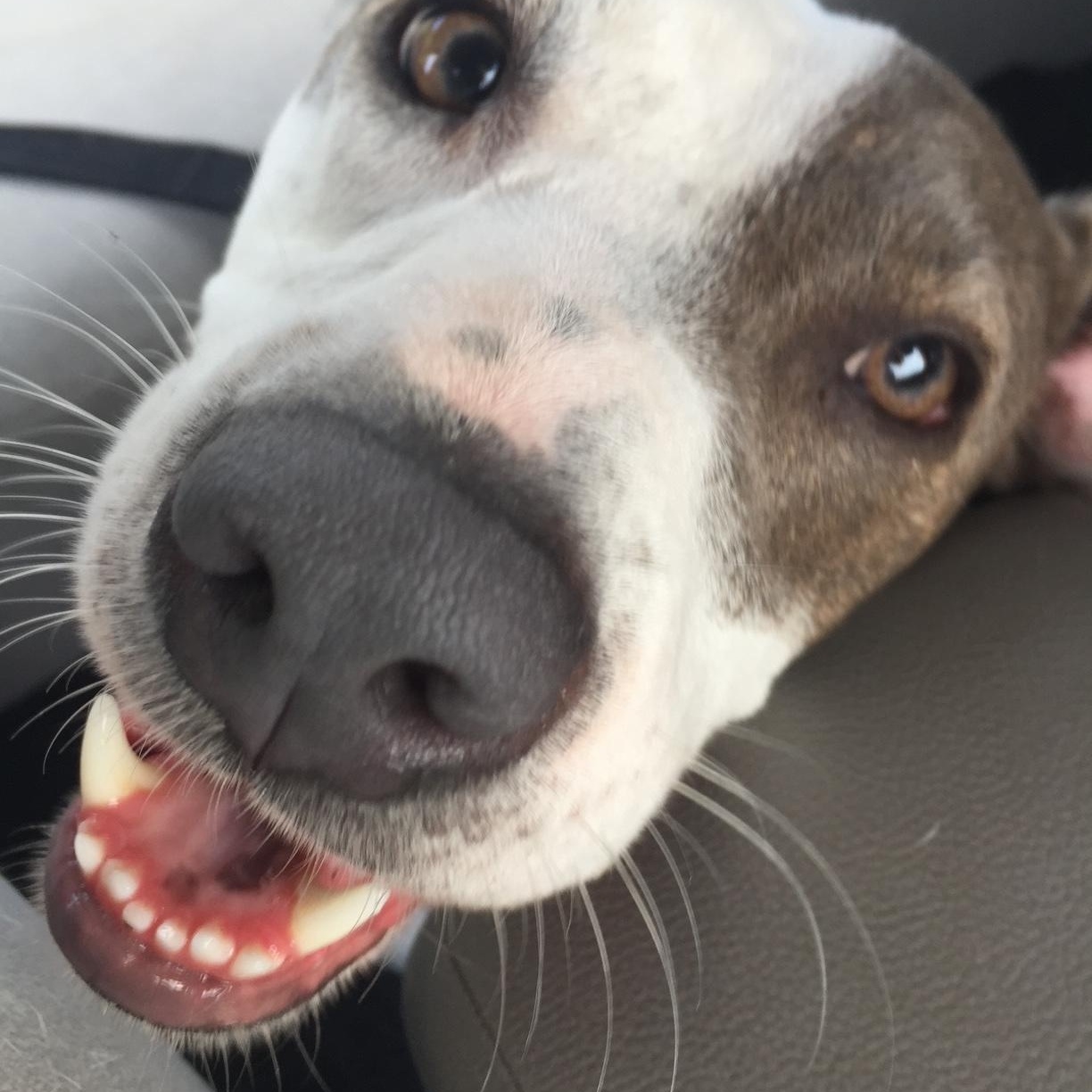 -Daisy in Maine, Adoptable, Senior Female Terrier.