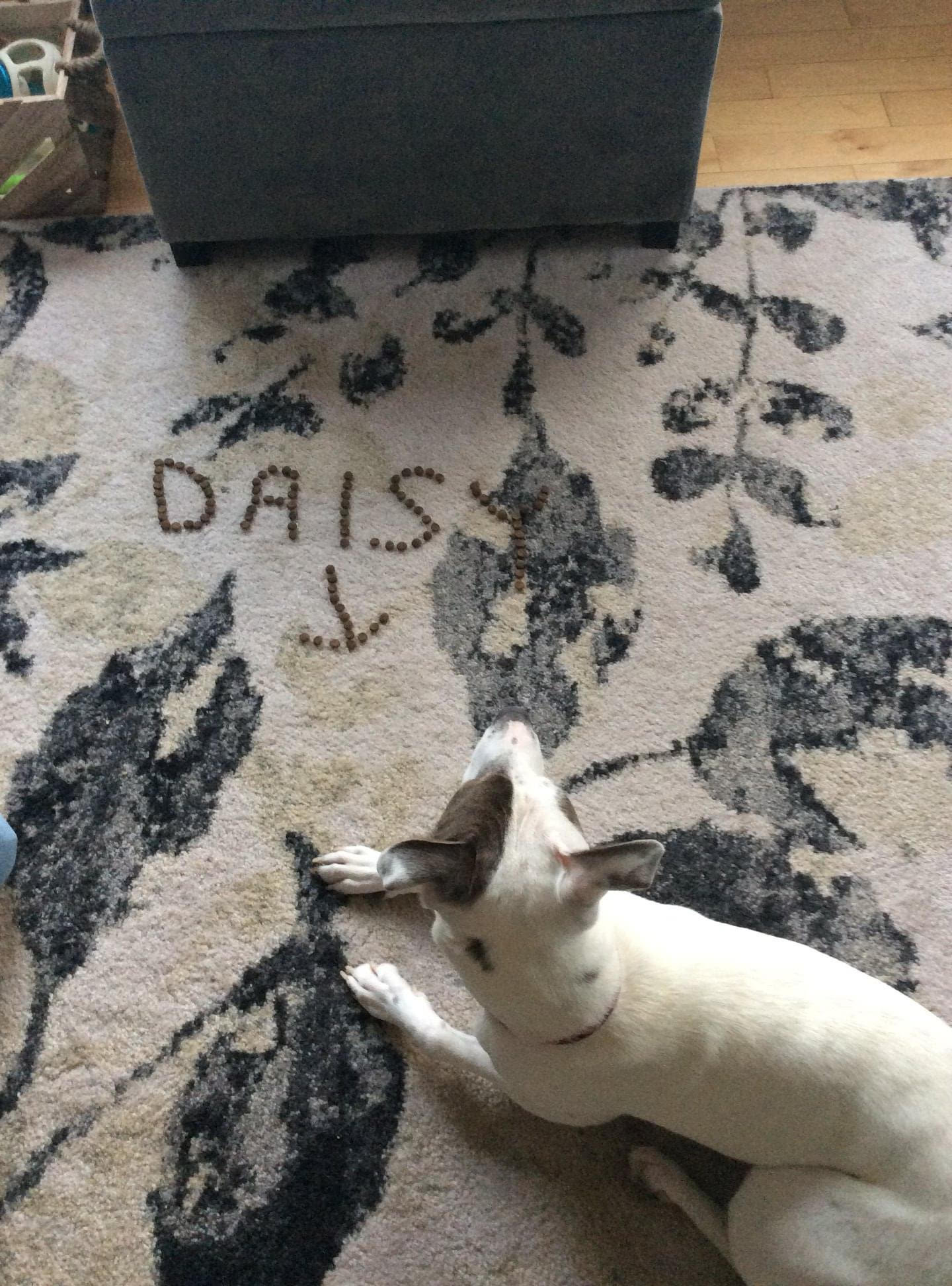 -Daisy in Maine, a Adoptable mixed breed in Portland, ME image 5/6