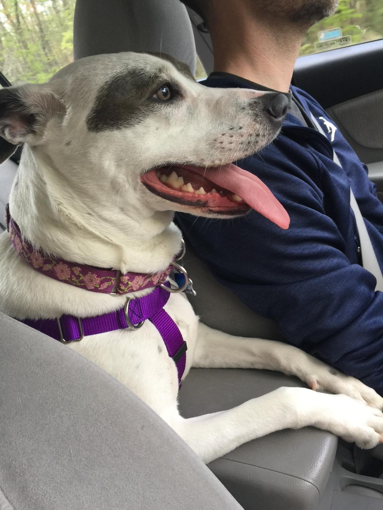 -Daisy in Maine, a Adoptable mixed breed in Portland, ME image 6/6