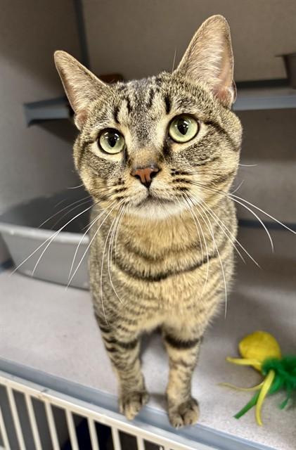 JACK RABBIT, Adoptable, Young Male Domestic Short Hair.