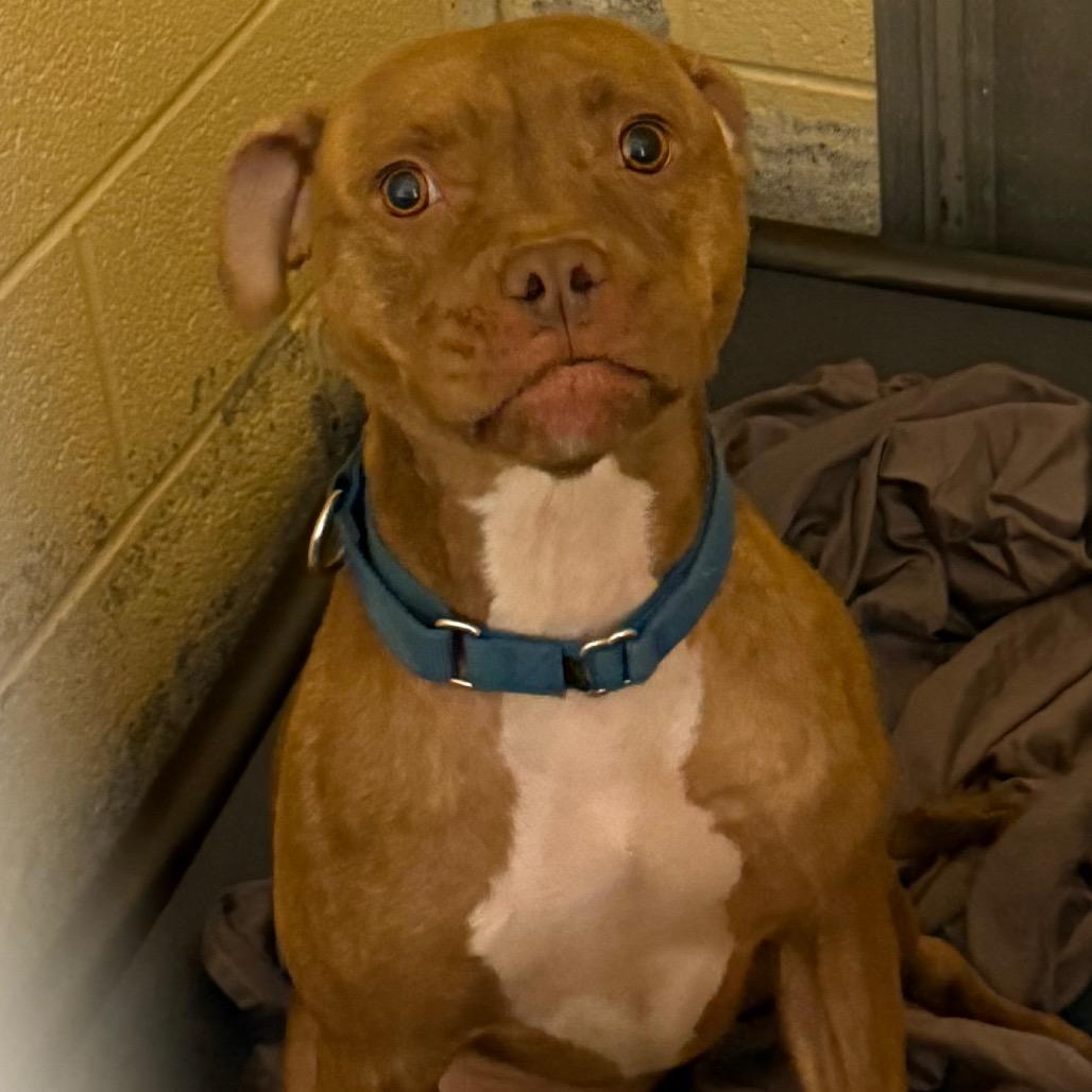 Aaliyah, Adoptable, Adult Female Pit Bull Terrier.