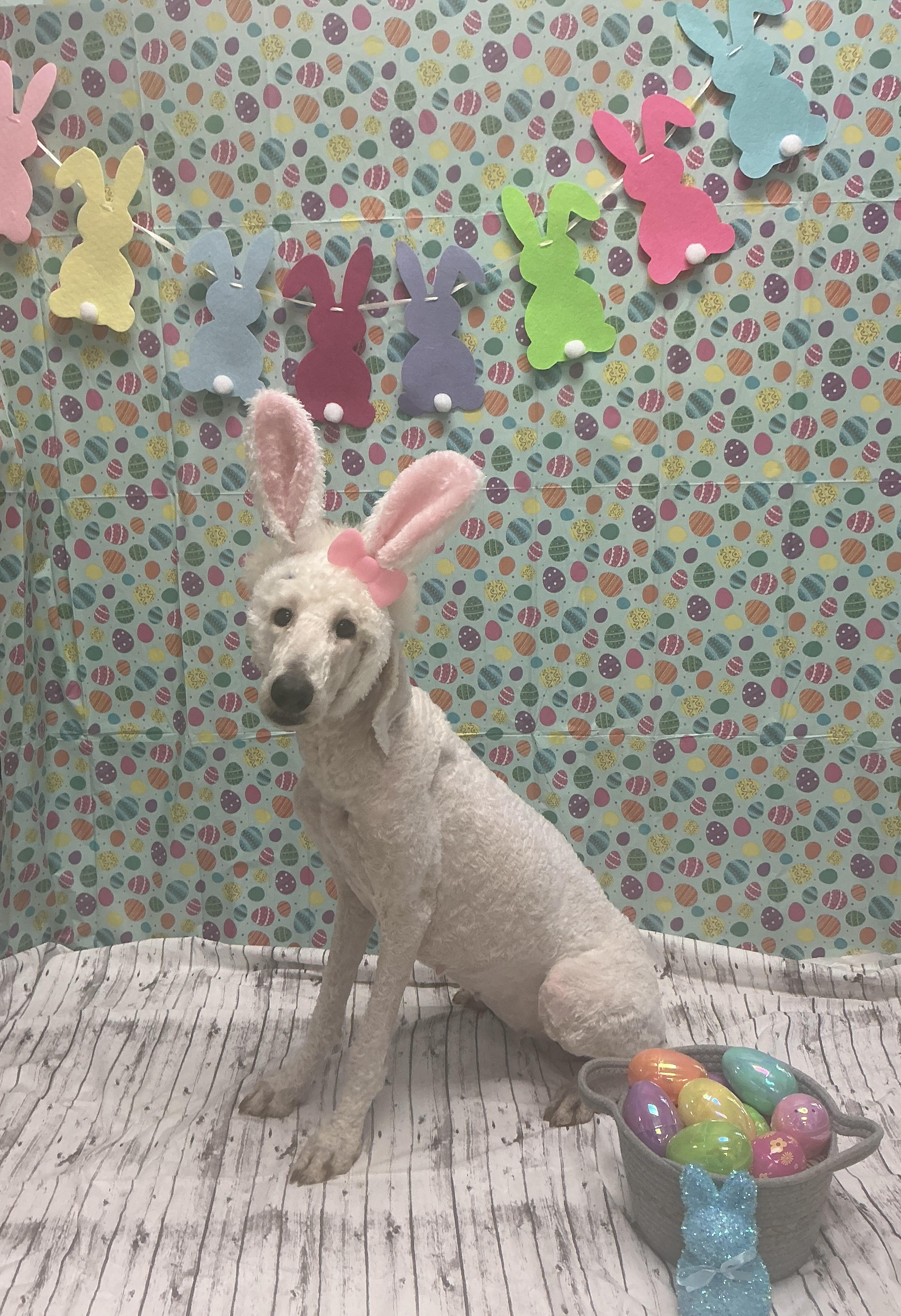 Coco Chanel, adopted, Adult Female Poodle.