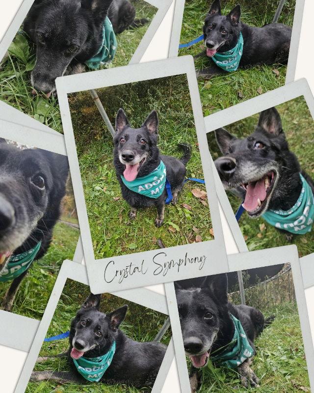 Enlarge Crystal Symphony, a Adoptable mixed breed in Louisville, KY image 1/6