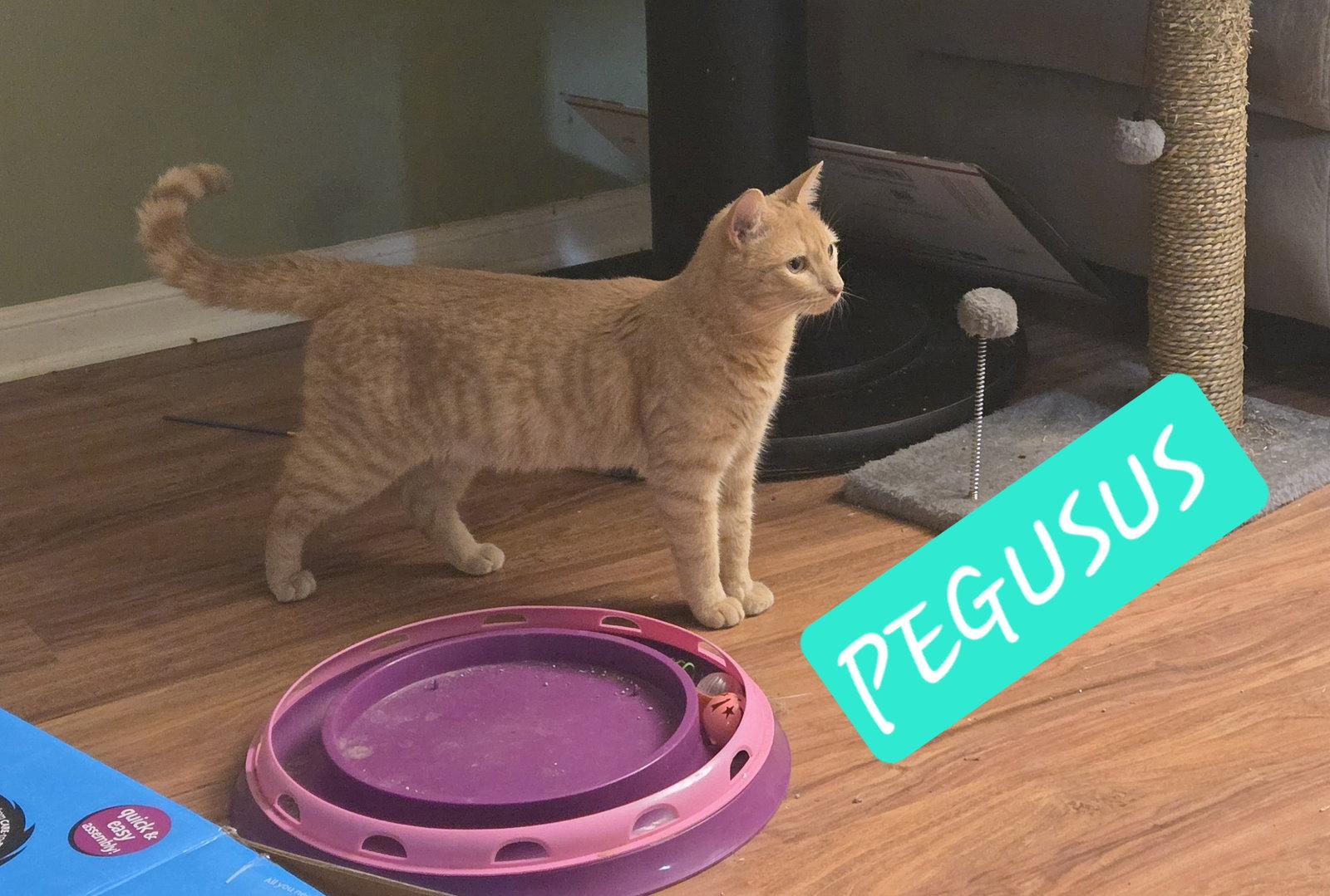 PEGUSUS, Adopted, Young Male Domestic Short Hair & Tabby.
