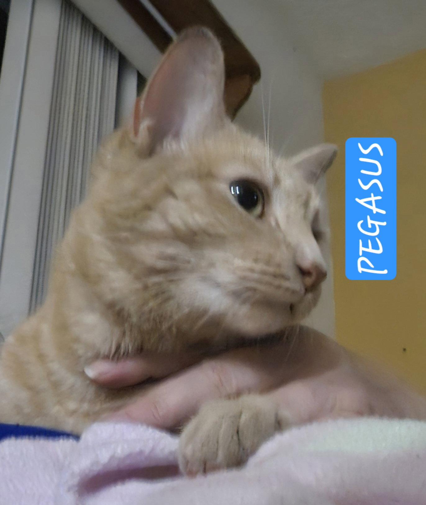 Enlarge PEGUSUS, a Adopted mixed breed in Cypress, TX image 2/3