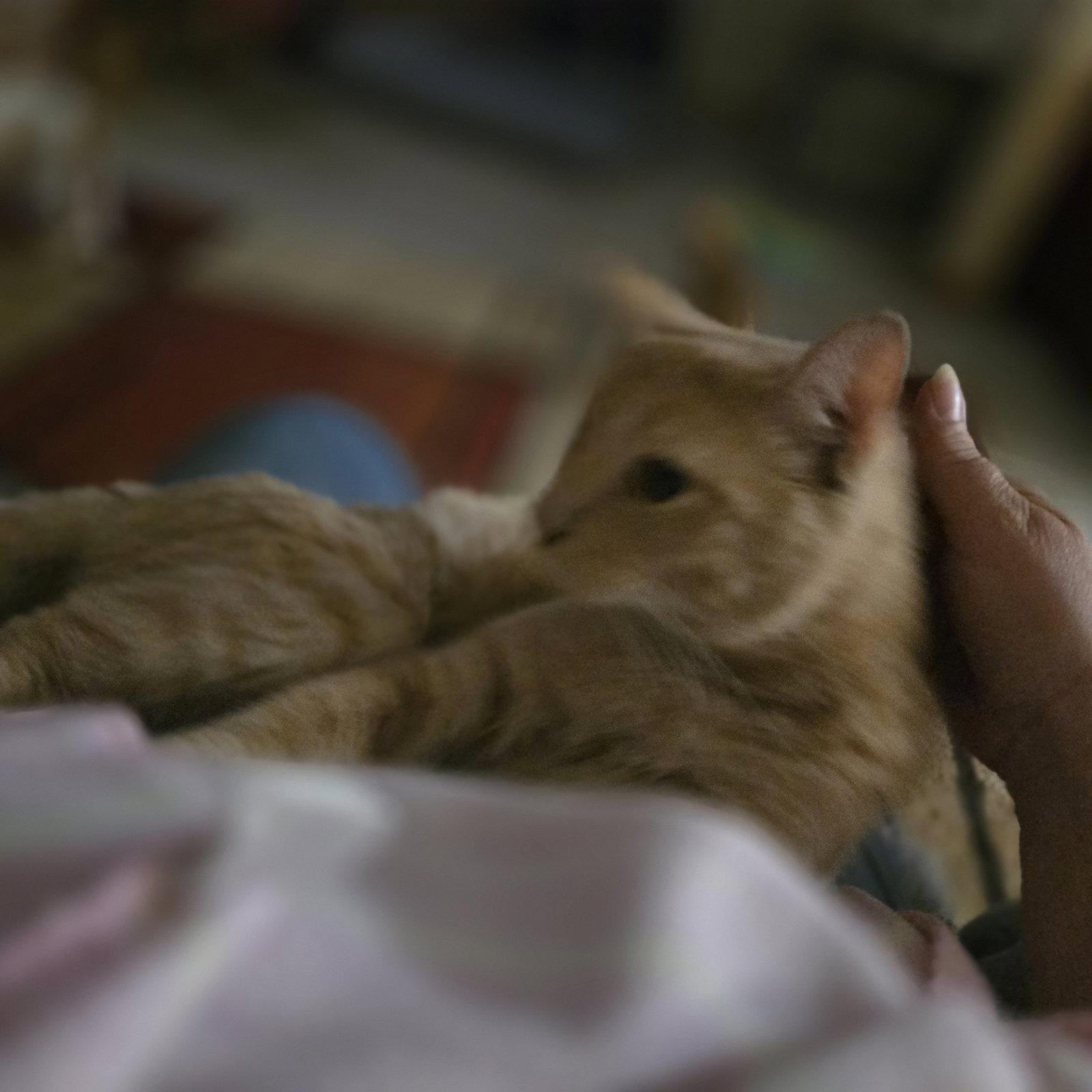 Enlarge PEGUSUS, a Adopted mixed breed in Cypress, TX image 3/3