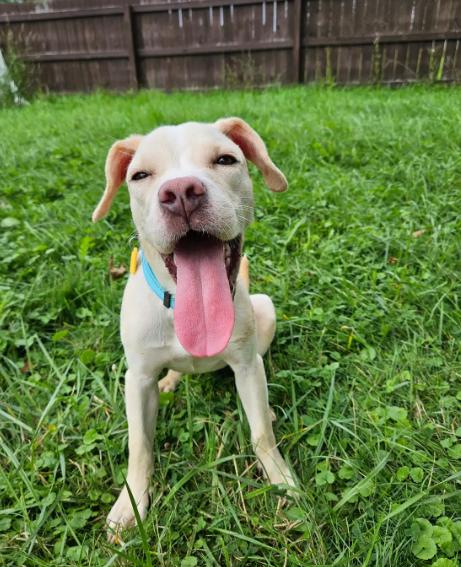 Enlarge Hazel, a Adopted mixed breed in Brunswick, OH image 5/5