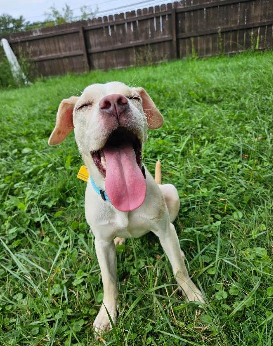 Enlarge Hazel, a Adopted mixed breed in Brunswick, OH image 3/5