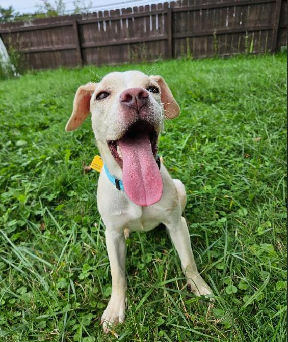Enlarge Hazel, a Adopted mixed breed in Brunswick, OH image 4/5