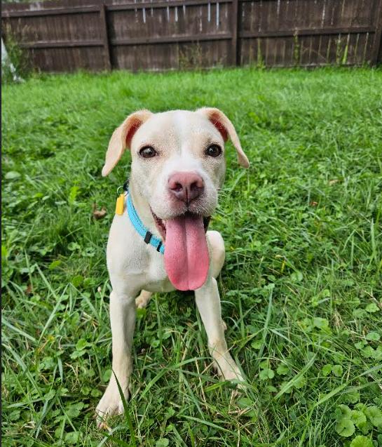Enlarge Hazel, a Adopted mixed breed in Brunswick, OH image 2/5
