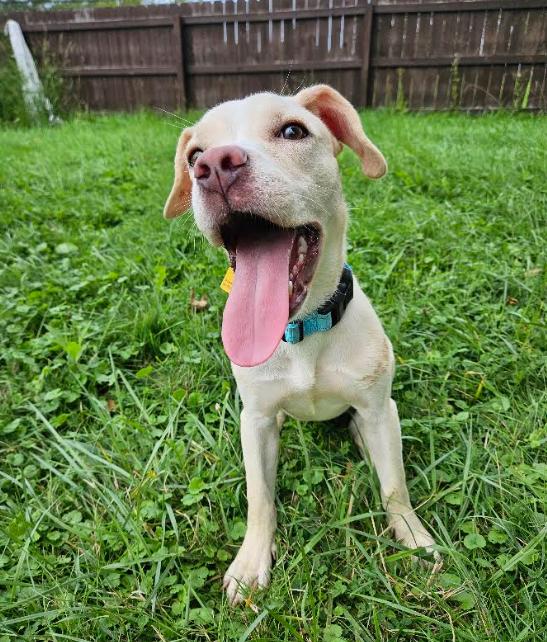 Enlarge Hazel, a Adopted mixed breed in Brunswick, OH image 1/5