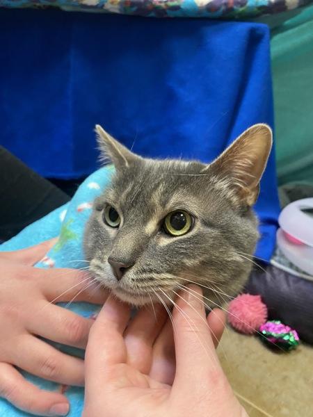 Kneecap/ Earlobe/ Armpit, a Adoptable mixed breed in Duluth, MN image 2/2