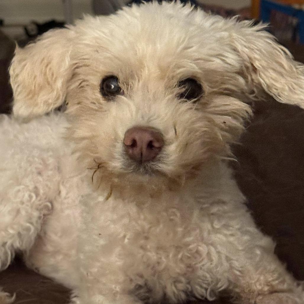 Orli DHH, Senior Female Poodle