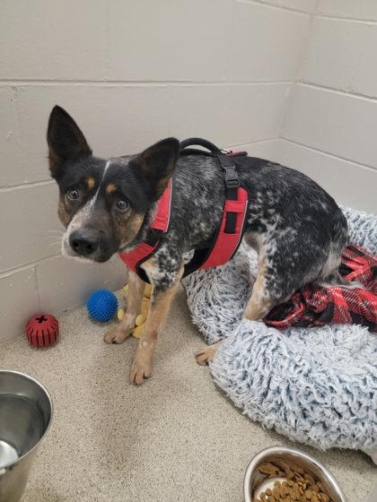 Enlarge Frodo, a Adoptable mixed breed in Harbor Springs, MI image 1/2