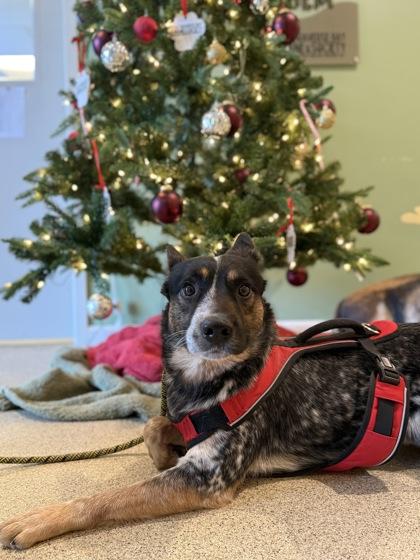 Enlarge Frodo, a Adoptable mixed breed in Harbor Springs, MI image 2/2