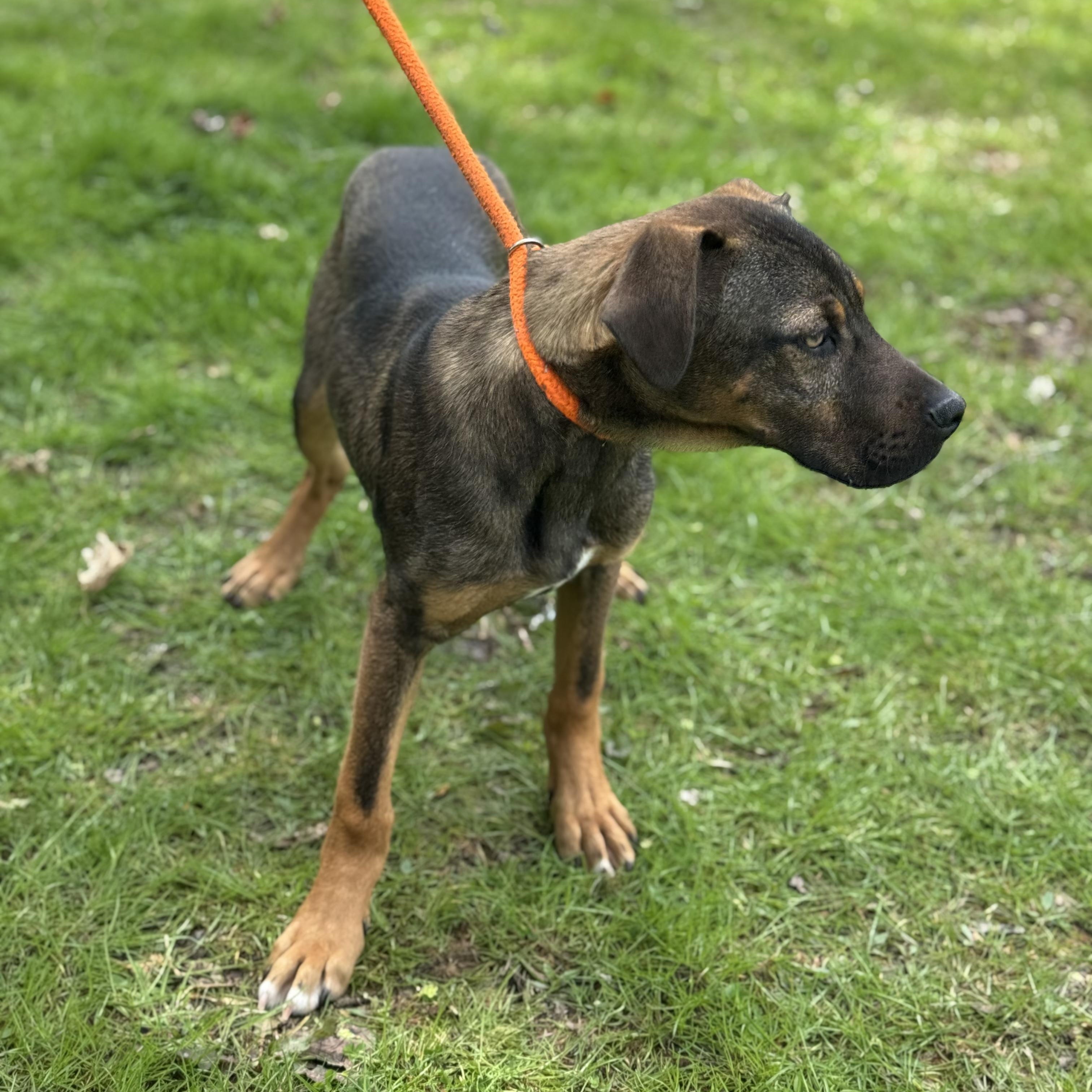 Enlarge Roy, a ADOPTABLE mixed breed in Maynardville, TN image 2/2