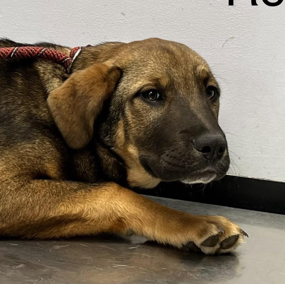 Enlarge Roy, a ADOPTABLE mixed breed in Maynardville, TN image 1/2