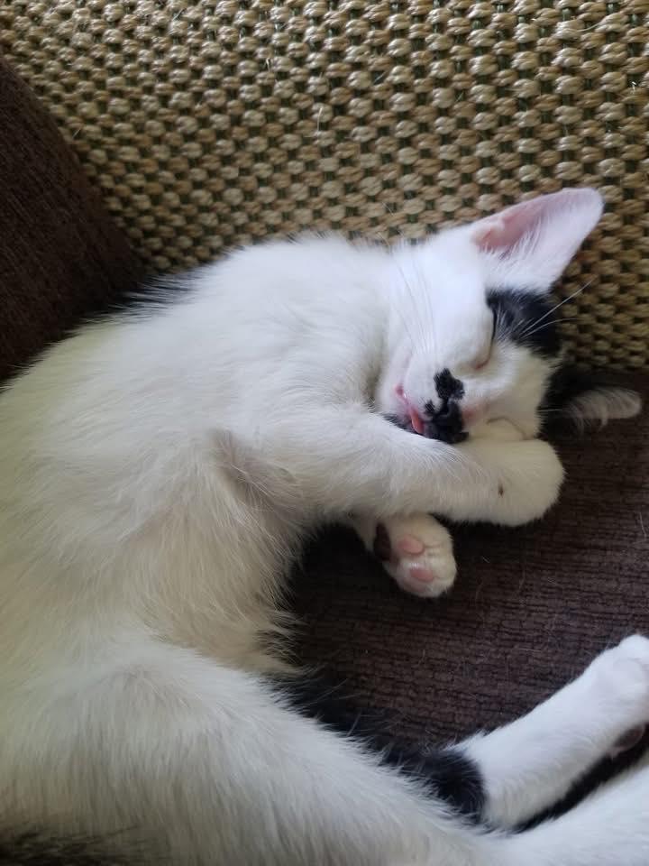 Miss Domino, Adopted, Young Female Domestic Short Hair.