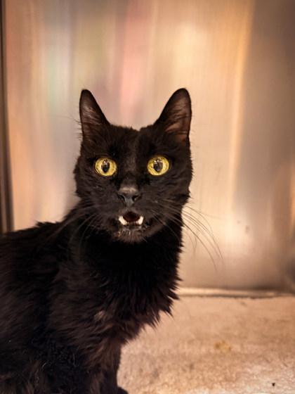 Scout, ADOPTABLE, Senior Female Domestic Short Hair.