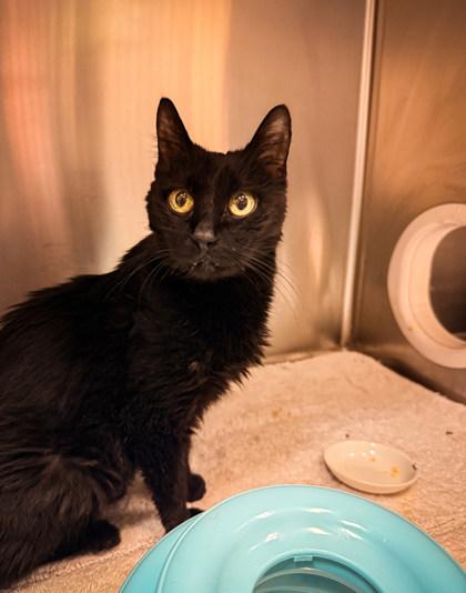 Scout, a ADOPTABLE Domestic Short Hair in Missoula, MT image 2/2