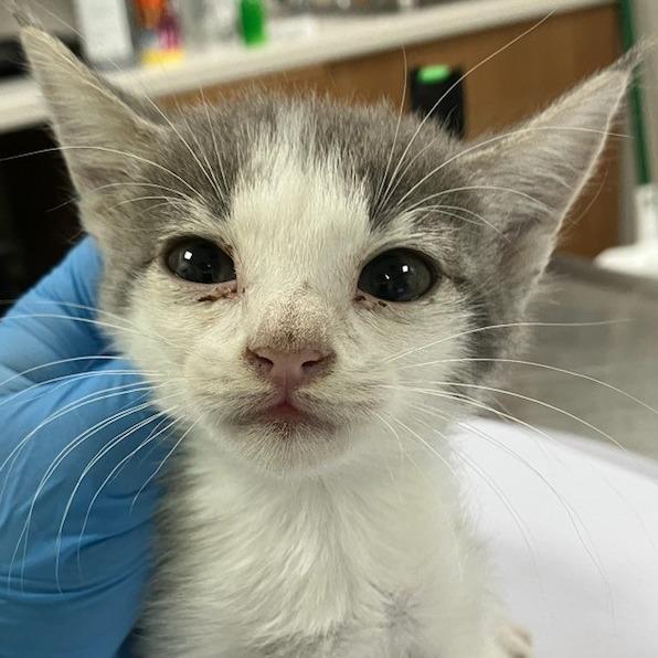 Harmony, Adoptable, Kitten Female Domestic Short Hair.