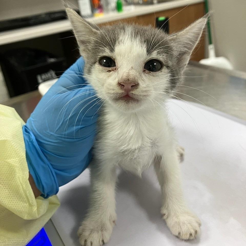 Enlarge Harmony, a Adoptable Domestic Short Hair in Las Cruces, NM image 2/3