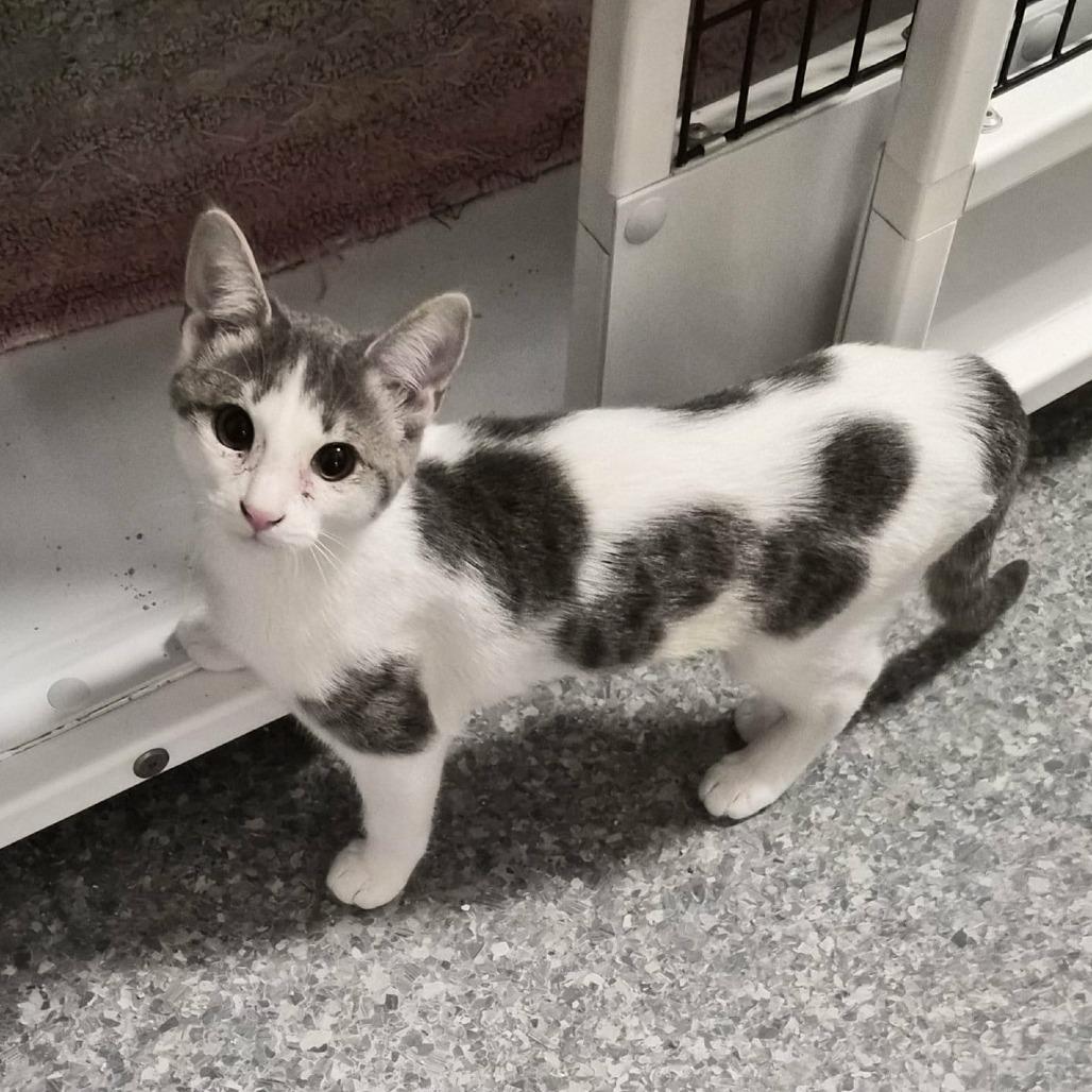 Enlarge Harmony, a Adoptable Domestic Short Hair in Las Cruces, NM image 3/3