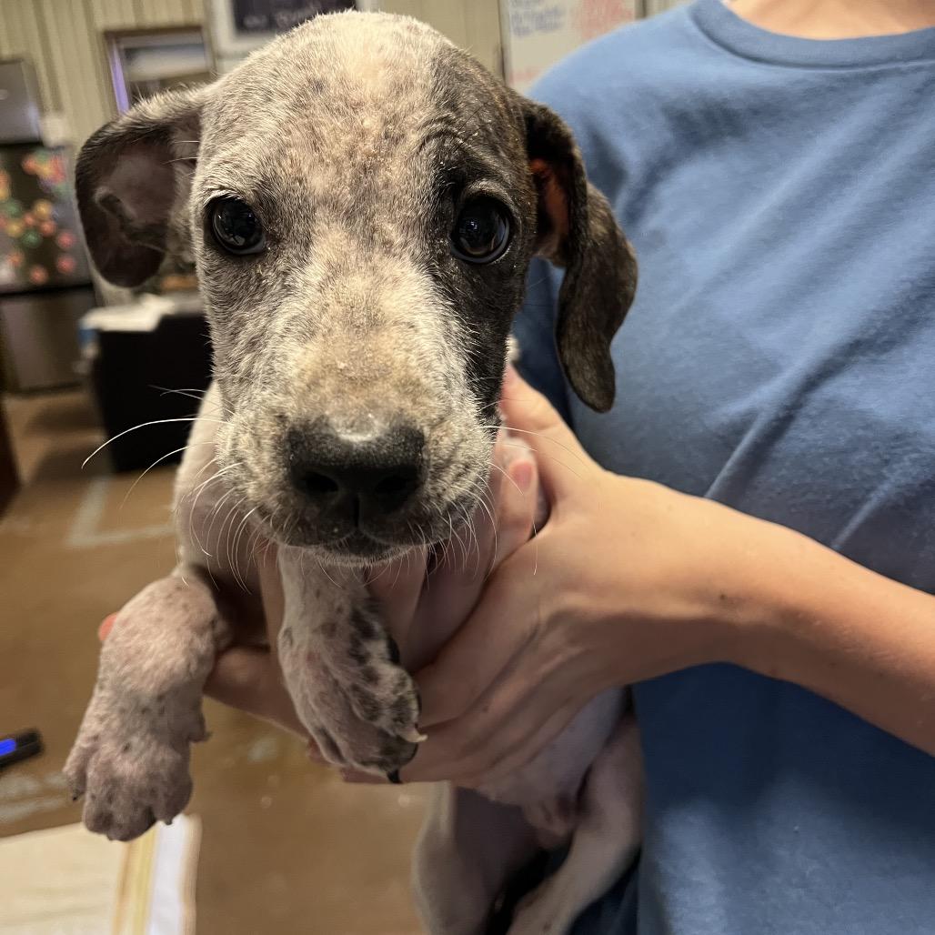 Allstate, Adoptable, Puppy Male Boxer & Australian Cattle Dog / Blue Heeler.