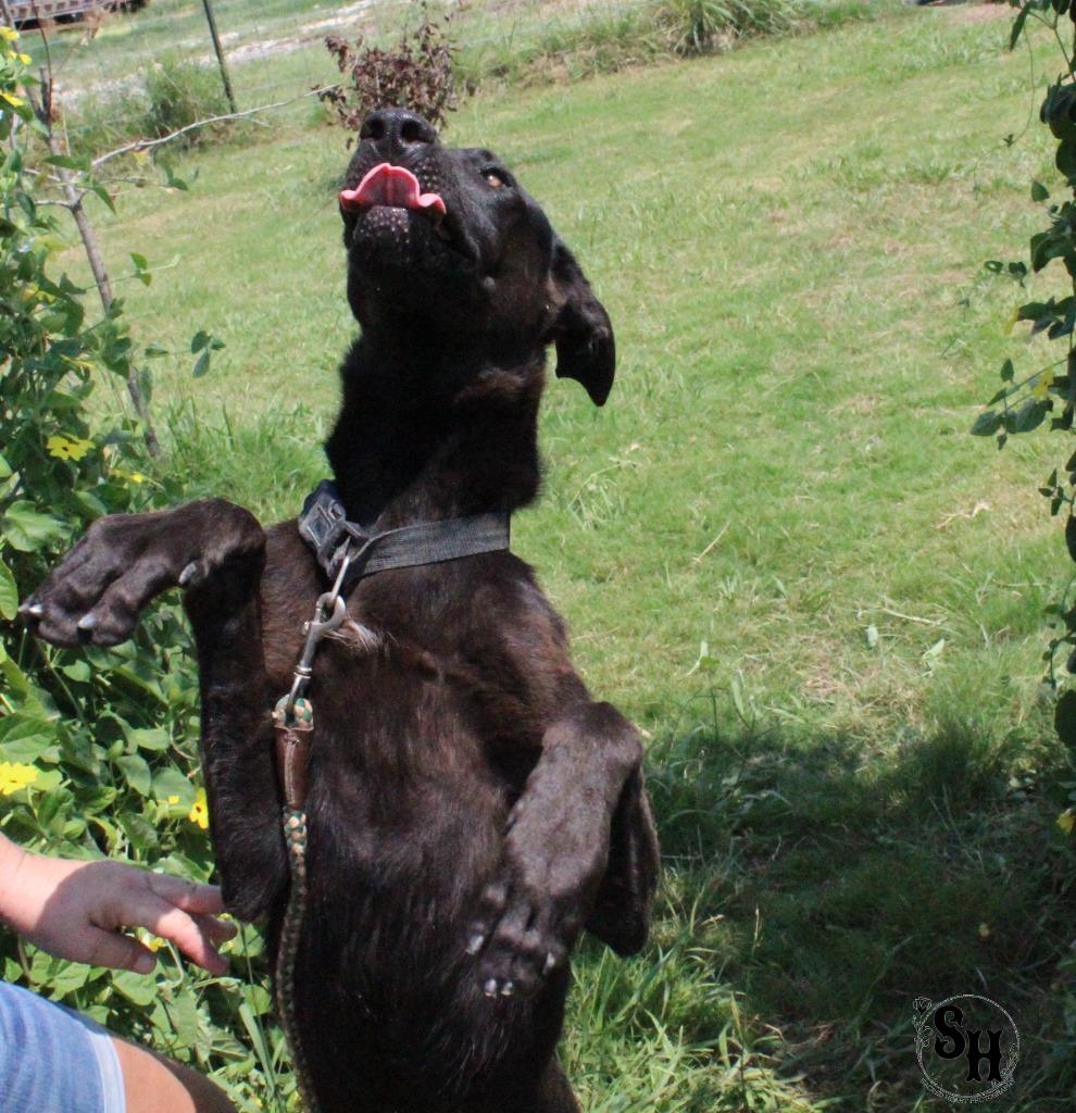 Dextar, Adoptable, Young Male German Shepherd Dog & Mixed Breed.