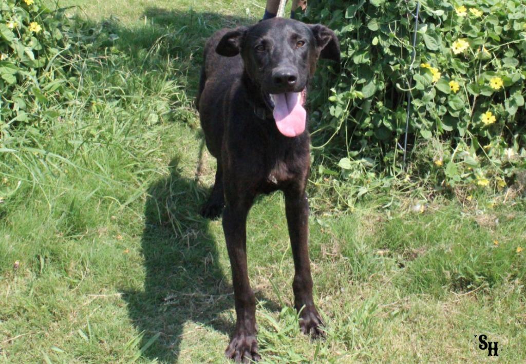 Enlarge Dextar, a Adoptable mixed breed in Kemp, TX image 1/5