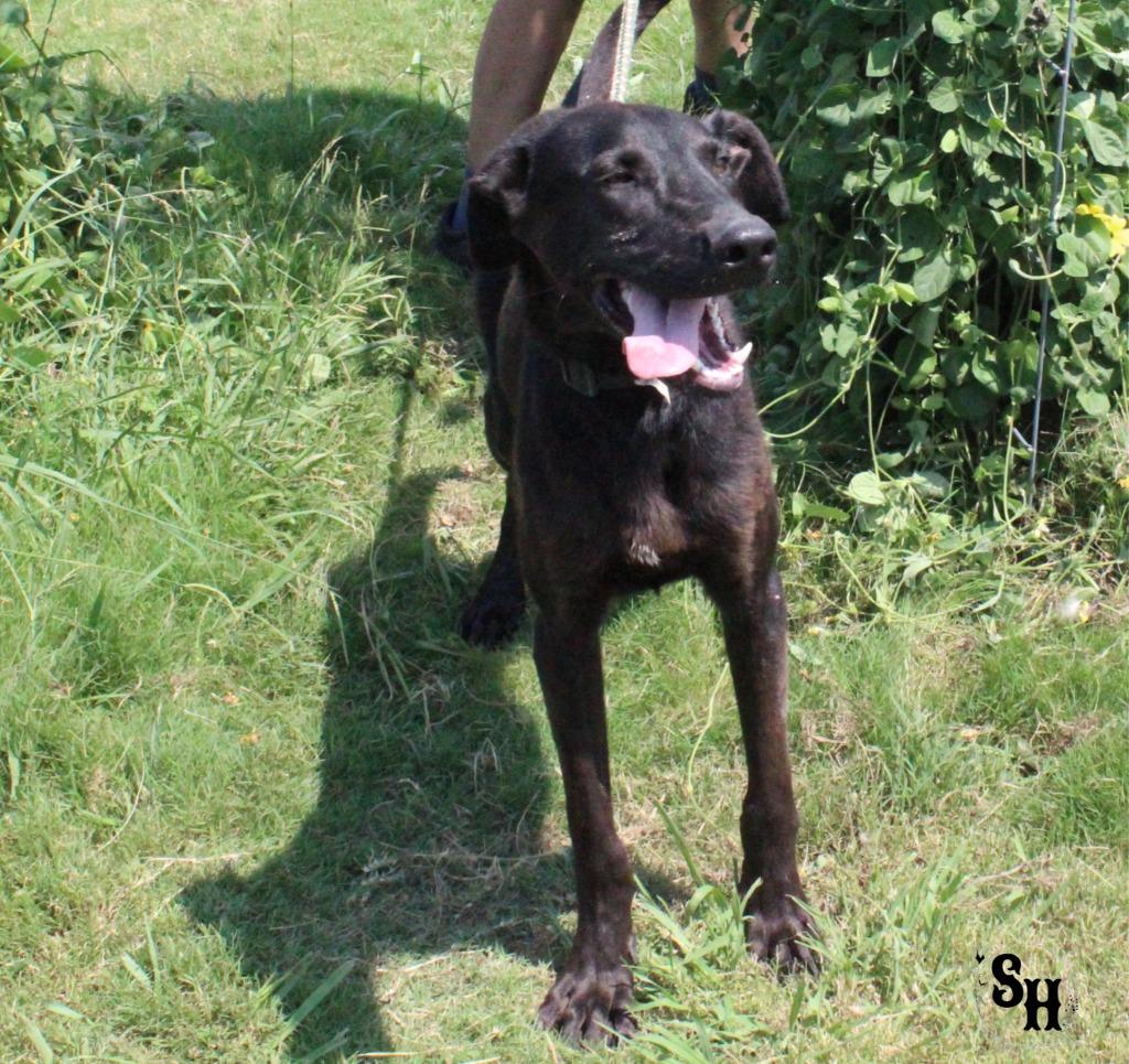 Enlarge Dextar, a Adoptable mixed breed in Kemp, TX image 2/5