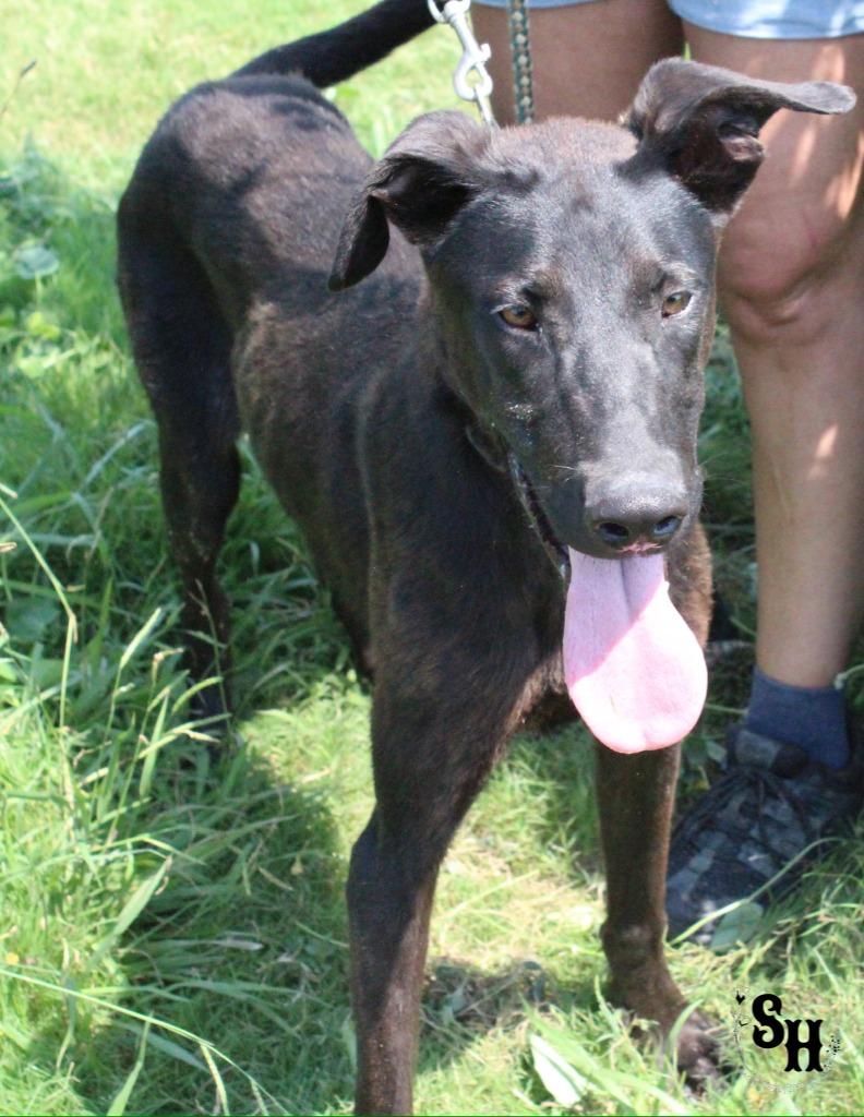 Enlarge Dextar, a Adoptable mixed breed in Kemp, TX image 3/5