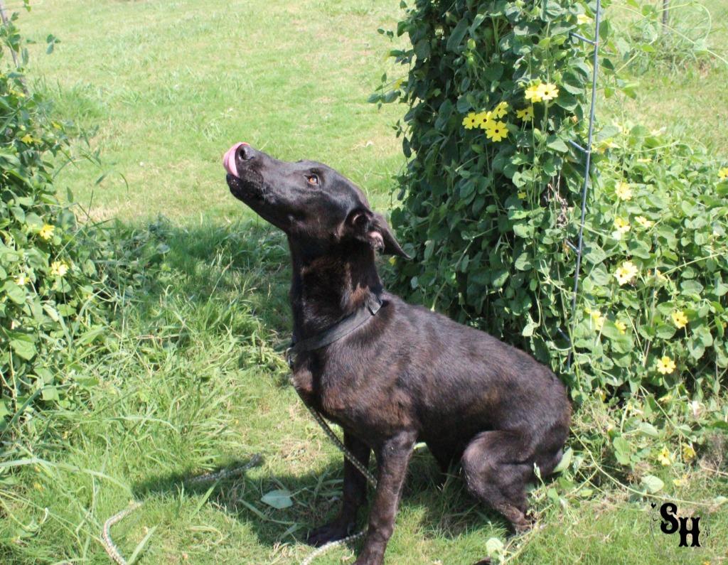 Enlarge Dextar, a Adoptable mixed breed in Kemp, TX image 4/5