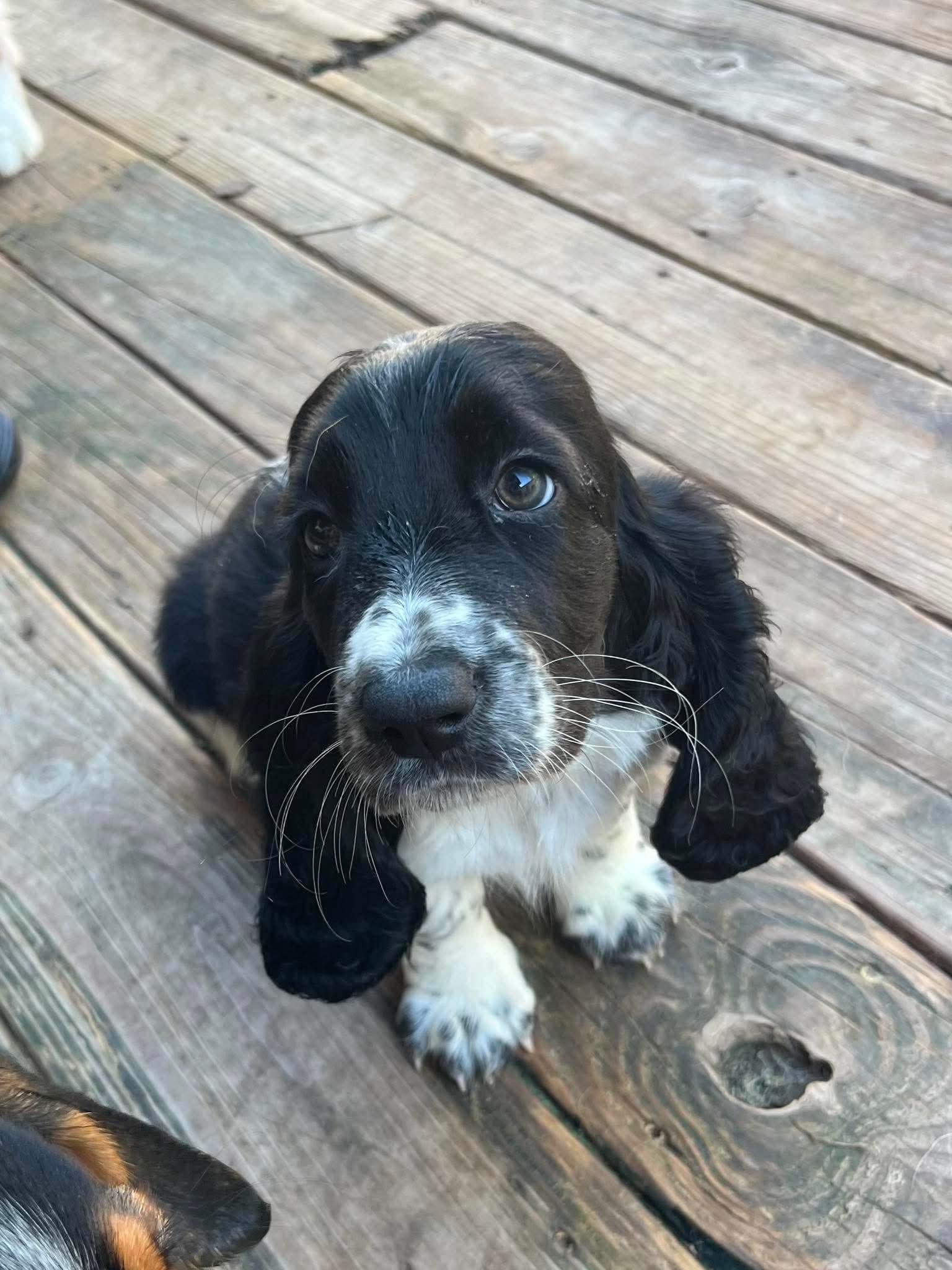 Enlarge Monday, a Adopted Basset Hound in Richmond, KY image 3/6