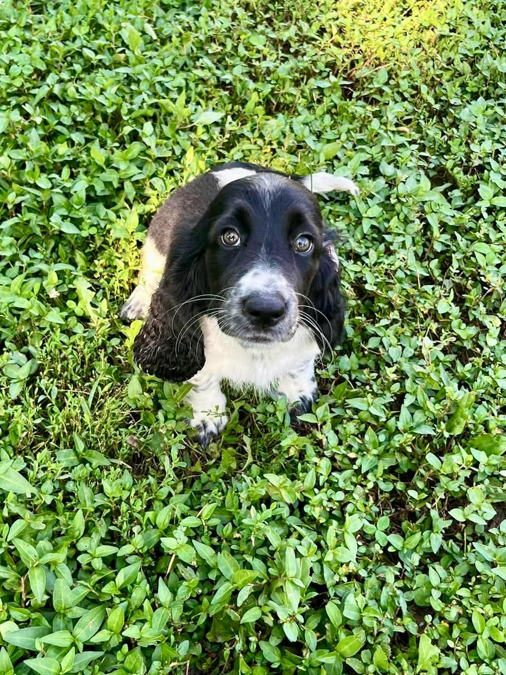 Enlarge Monday, a Adopted Basset Hound in Richmond, KY image 4/6