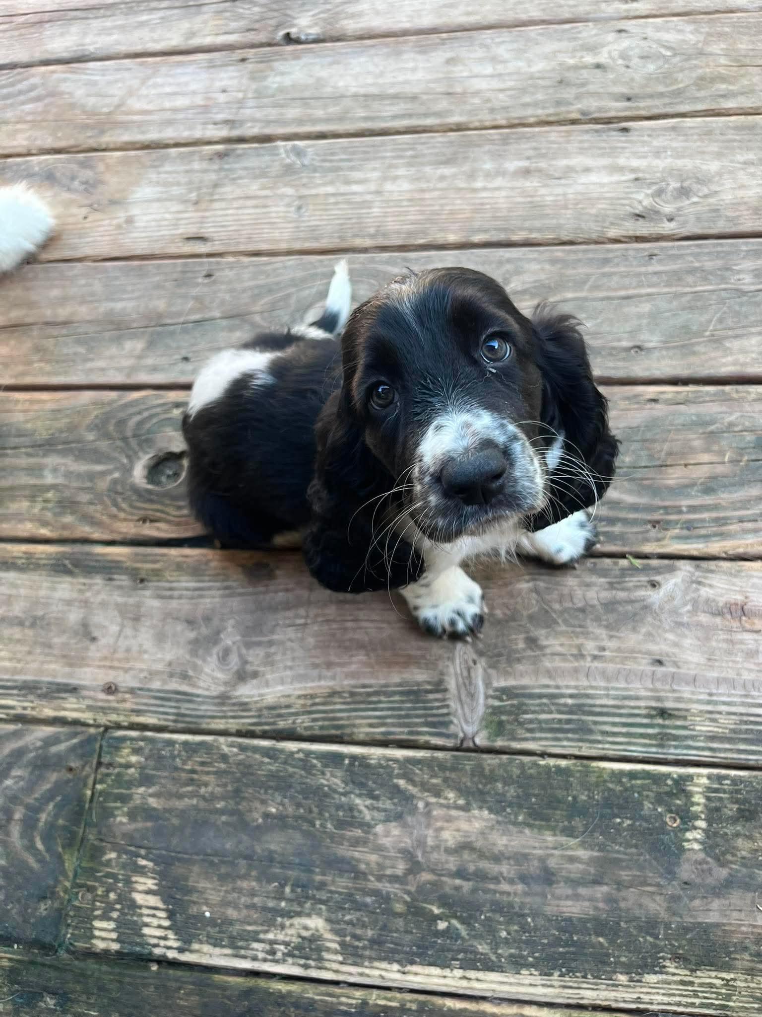 Enlarge Monday, a Adopted Basset Hound in Richmond, KY image 5/6