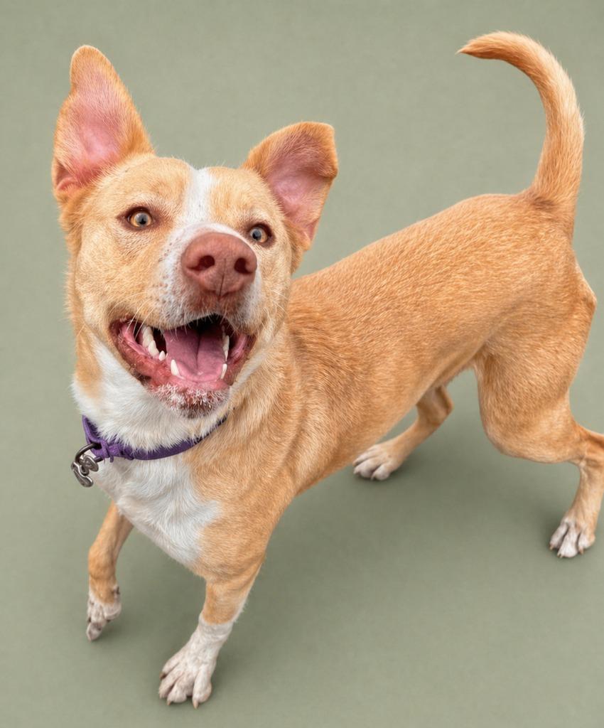 Lala, Adoptable, Young Female Retriever & Pit Bull Terrier.