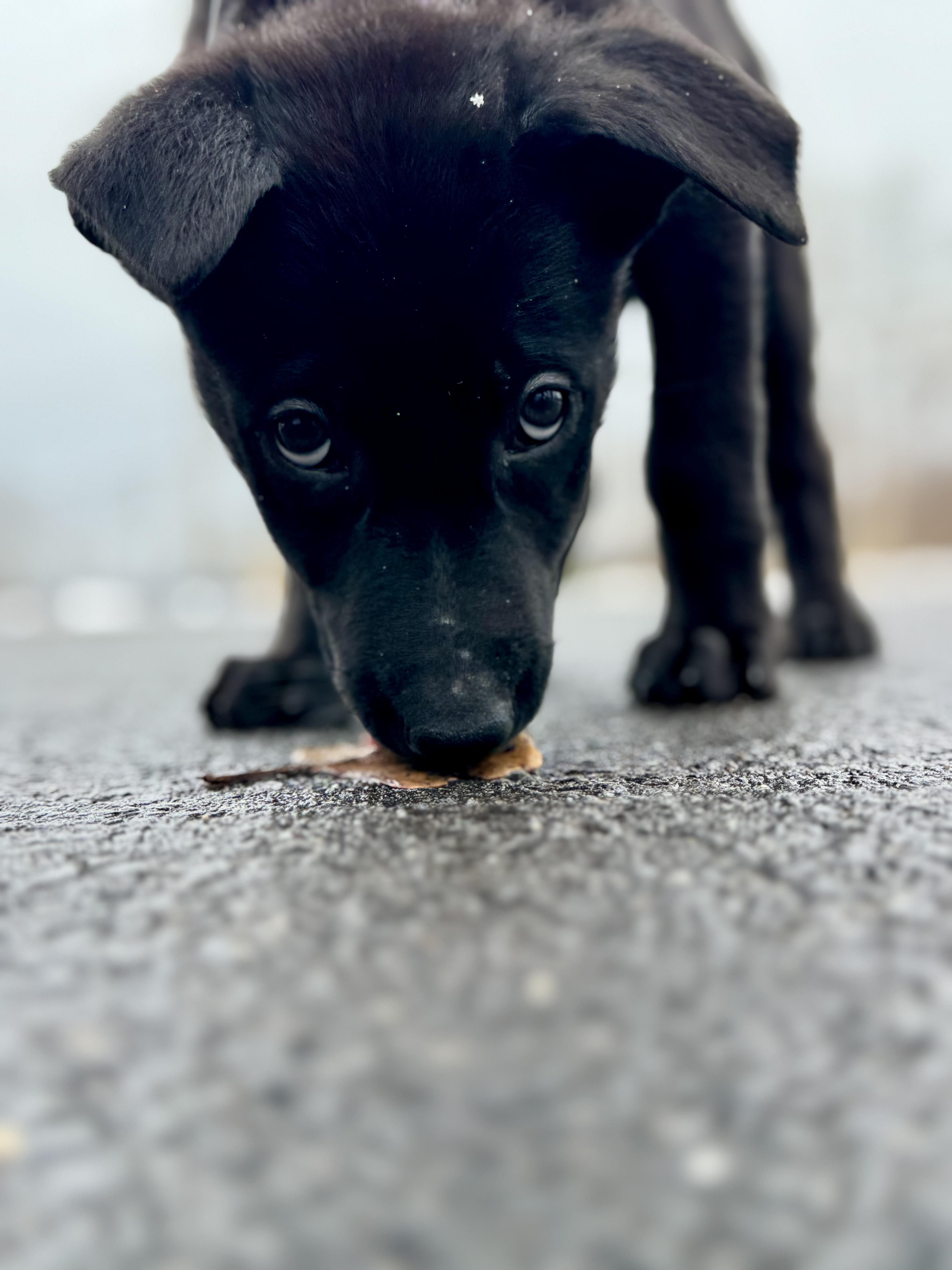 Enlarge KNIGHT ~ Puppy from the news (Video), an adopted mixed breed in Ashland, OH image 2/6