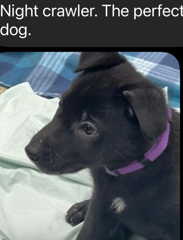 KNIGHT ~ Puppy from the news (Video), a Adoptable mixed breed in Ashland, OH image 3/6