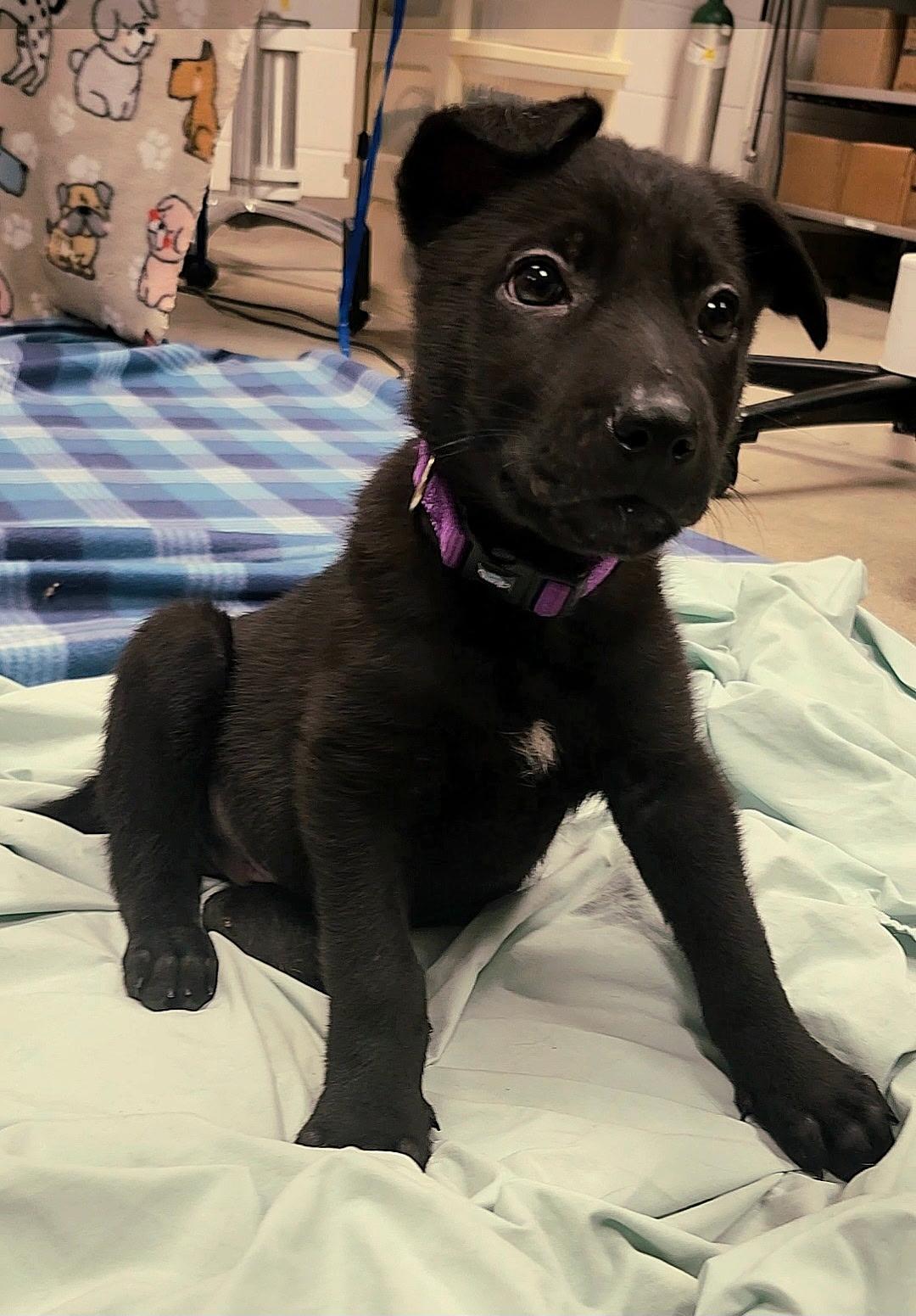 KNIGHT ~ Puppy from the news (Video), Adoptable, Puppy Male Labrador Retriever & German Shepherd Dog.