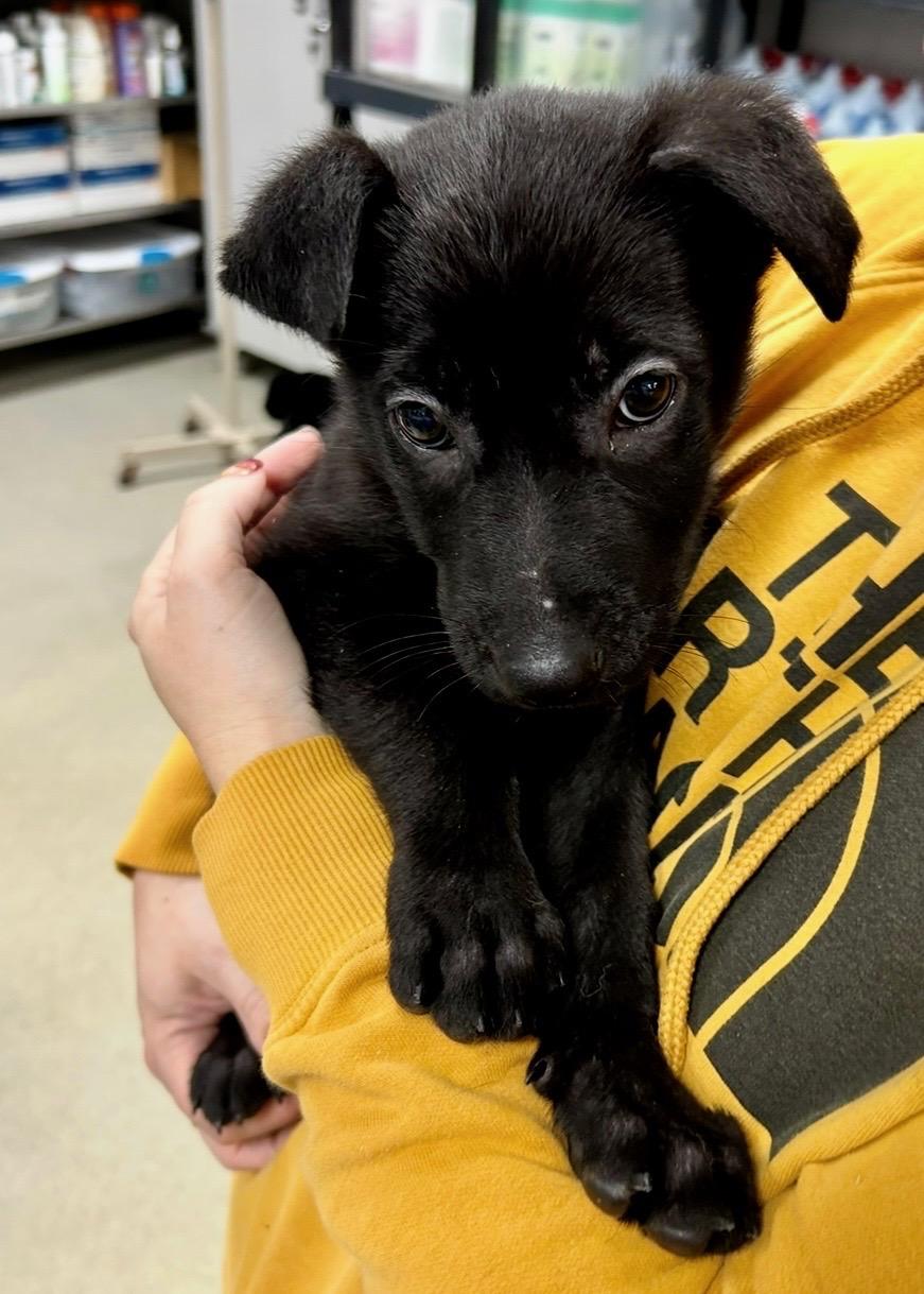 KNIGHT ~ Puppy from the news (Video), a Adoptable mixed breed in Ashland, OH image 5/6
