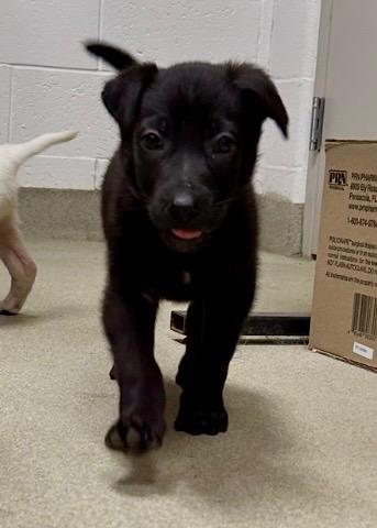 KNIGHT ~ Puppy from the news (Video), a Adoptable mixed breed in Ashland, OH image 4/6