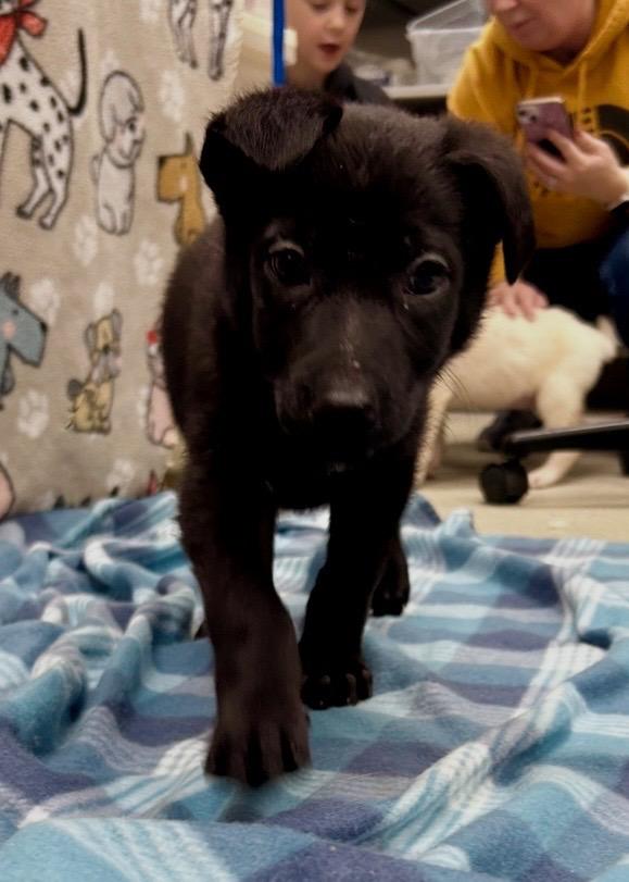 KNIGHT ~ Puppy from the news (Video), a Adoptable mixed breed in Ashland, OH image 2/6