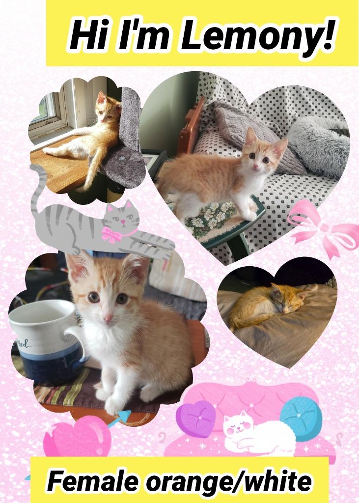 Lemony, Adoptable, Kitten Female Domestic Short Hair.