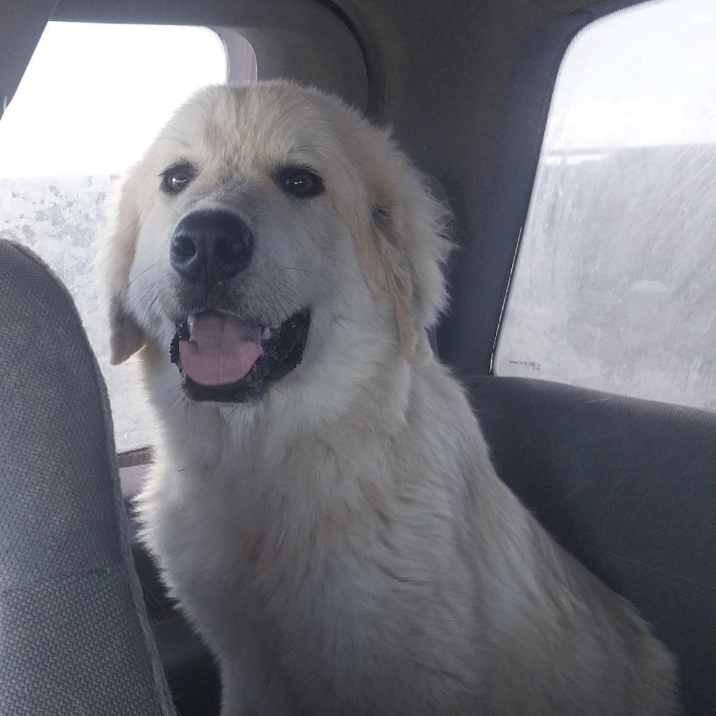 Thor, Adoptable, Young Male Great Pyrenees.